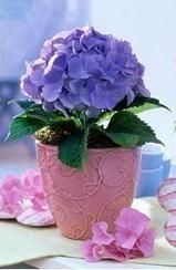 Стабилизированная композиция "Свежесть росы"