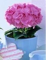 Стабилизированная композиция "Нежность облаков"