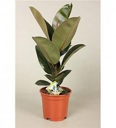 Фикус El Robusta