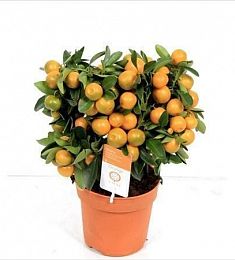 Лимон в горшке