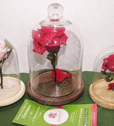 Вечная роза любви и страсти